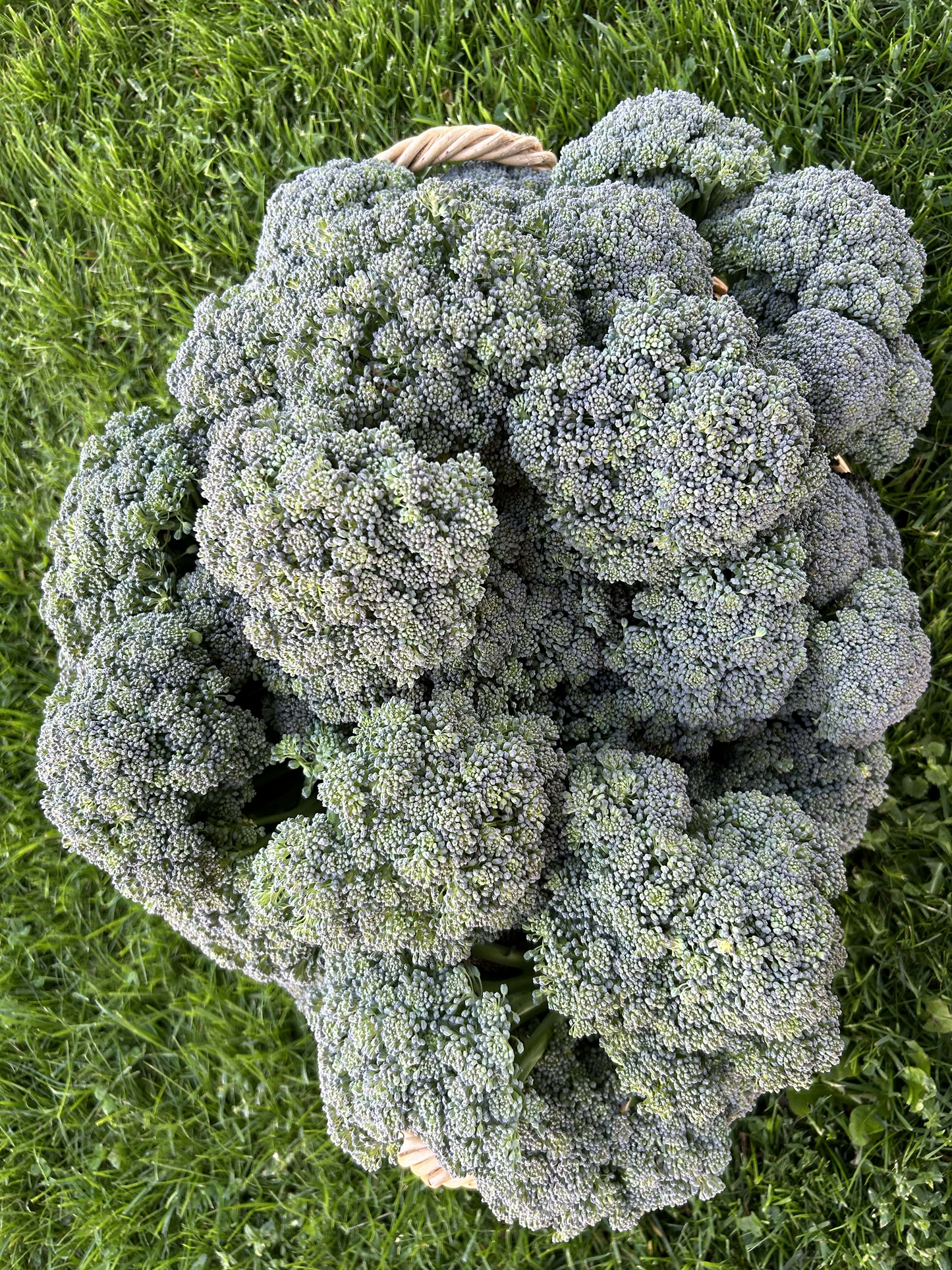 Broccoli Bunch