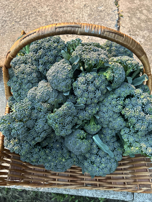 Broccoli Bunch