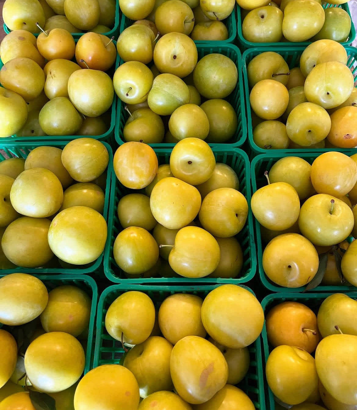 Niagara Falls Plums