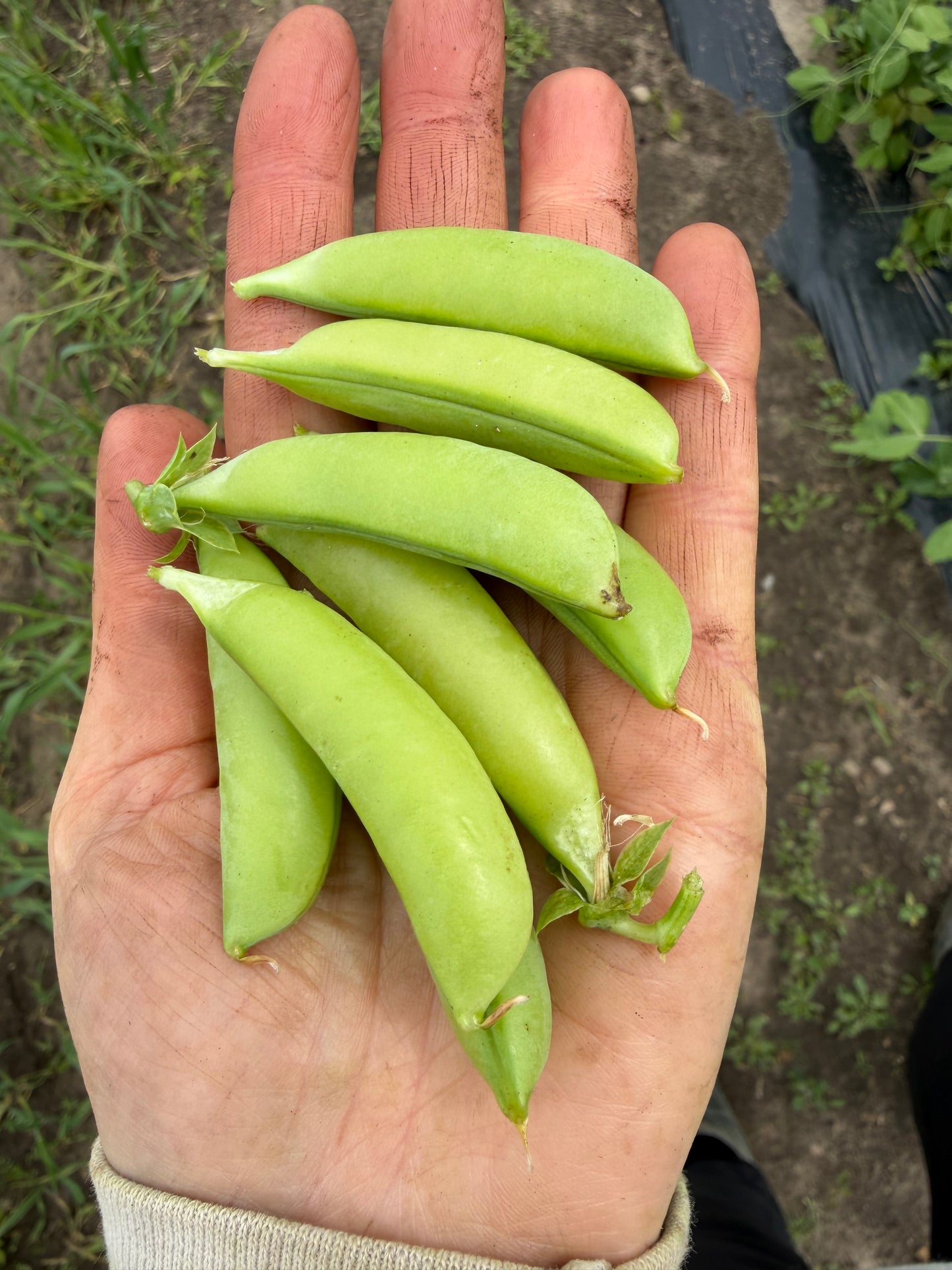sugar snap peas
