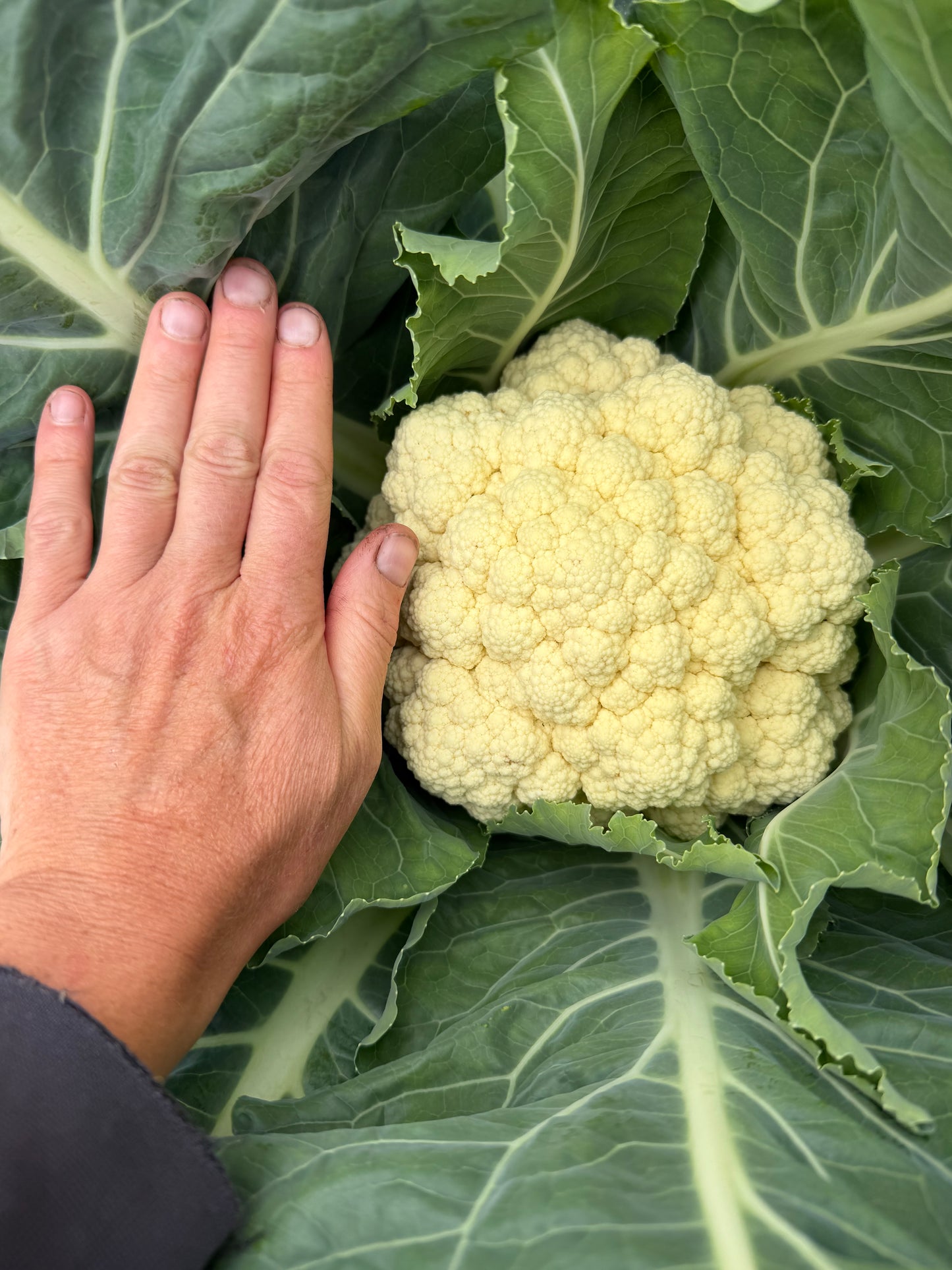 cauliflower