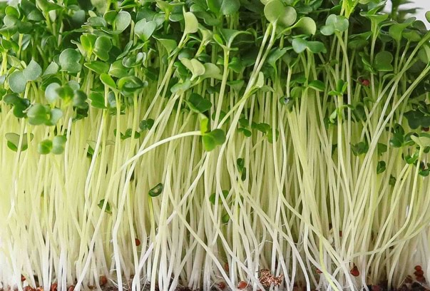 Broccoli Microgreens