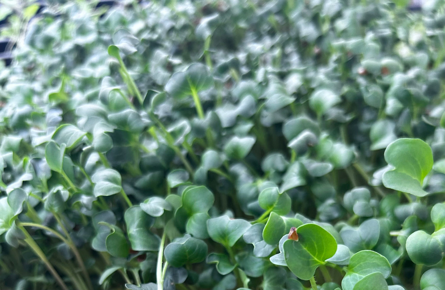 Radish Microgreens