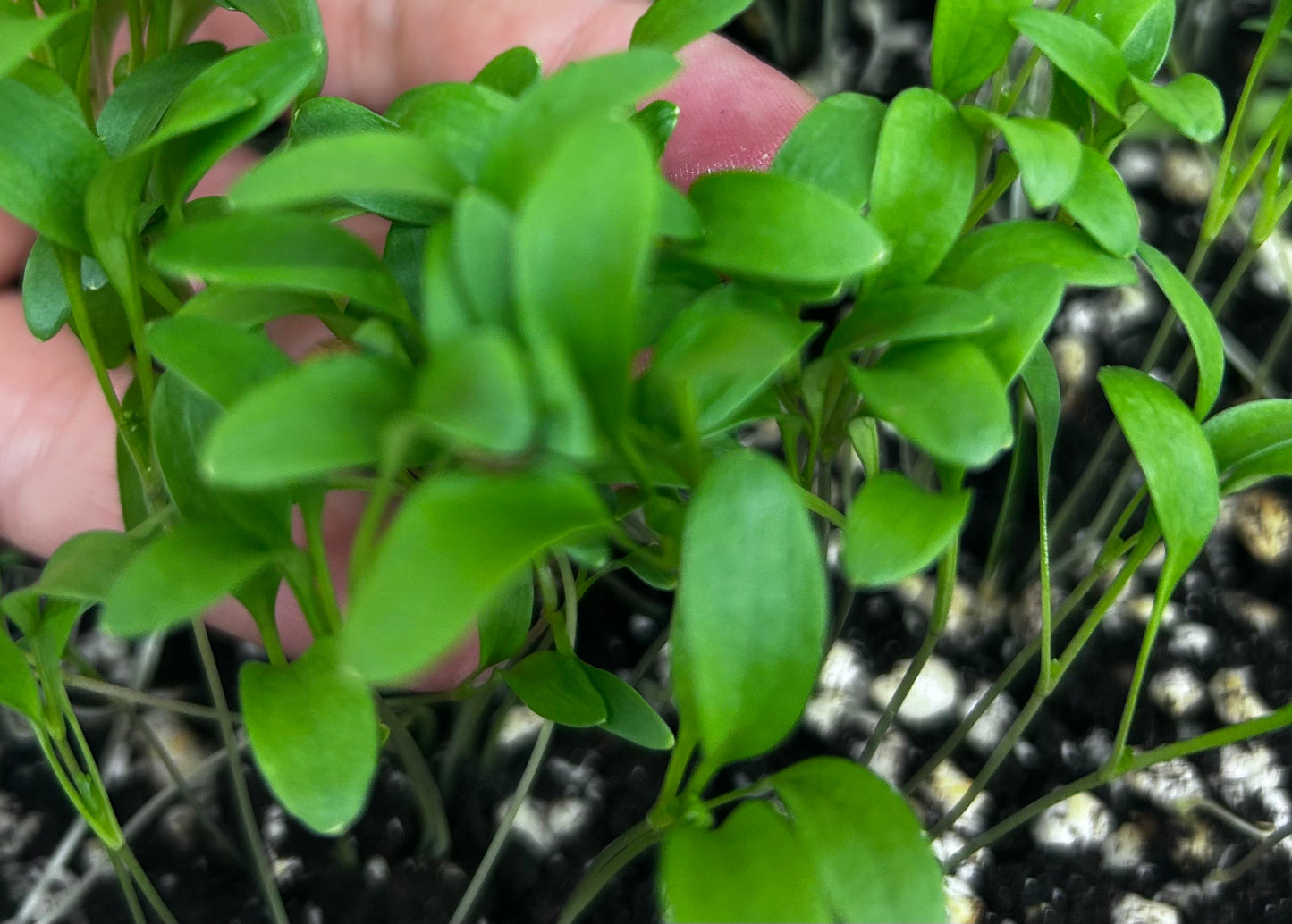 Cilantro Mircorgreens