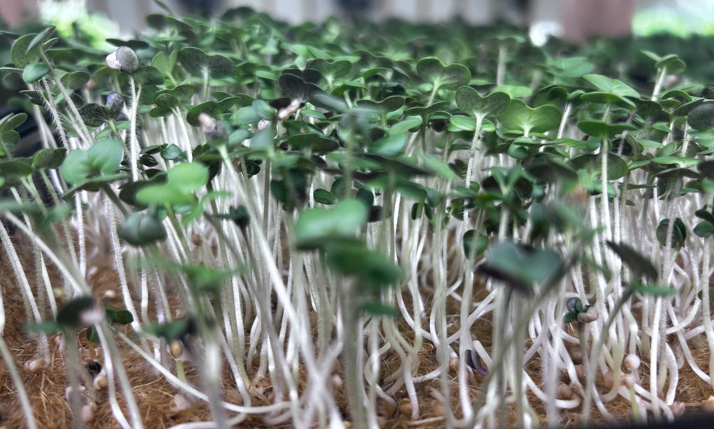 Mustart Microgreens.