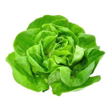 Butter Lettuce