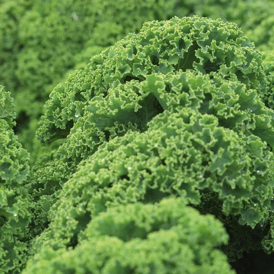 Curly Kale Bunch