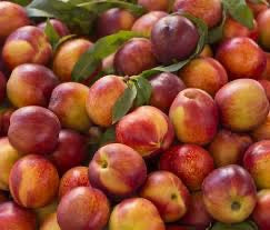 Niagara Falls Nectarines