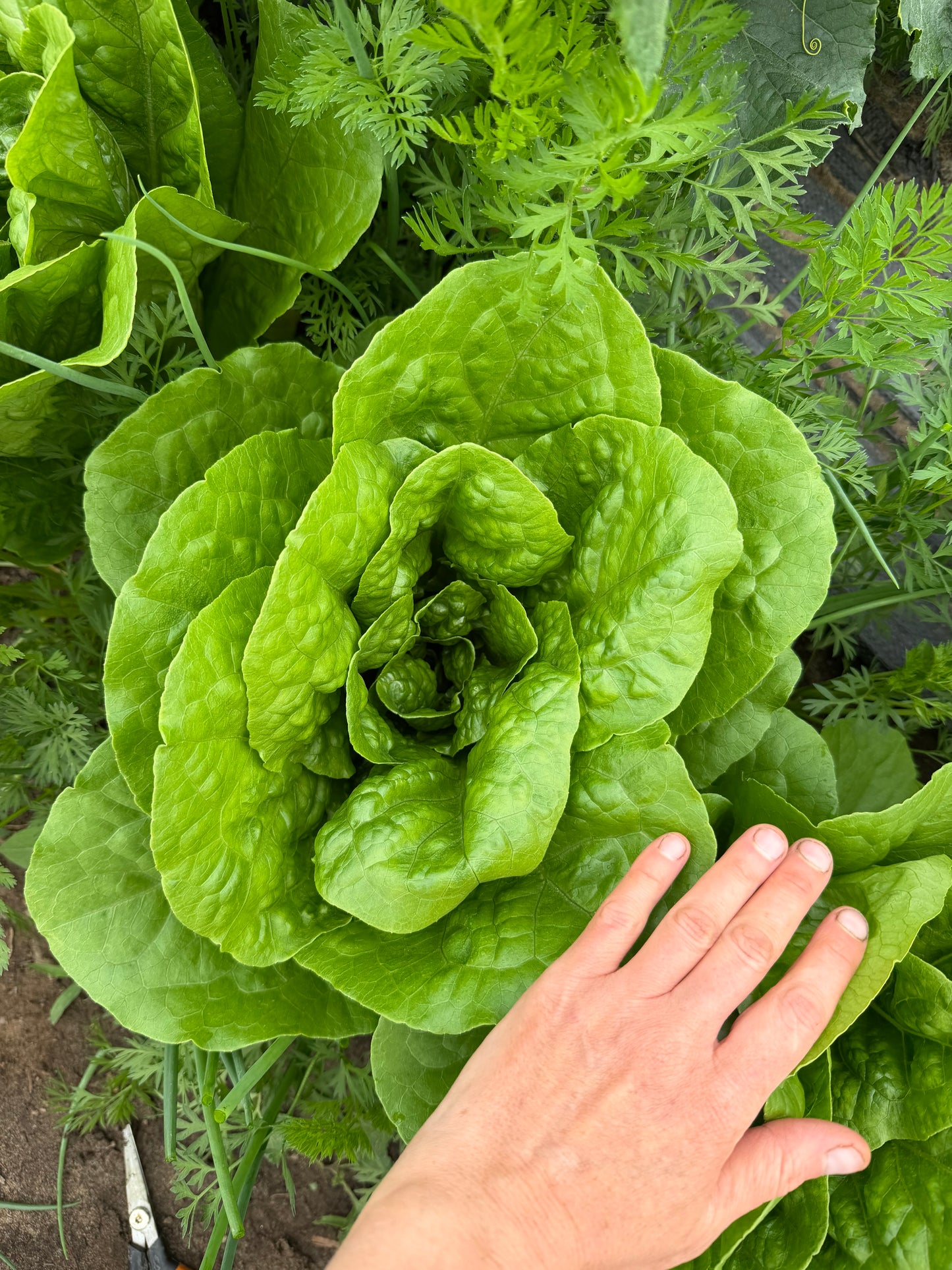 romaine