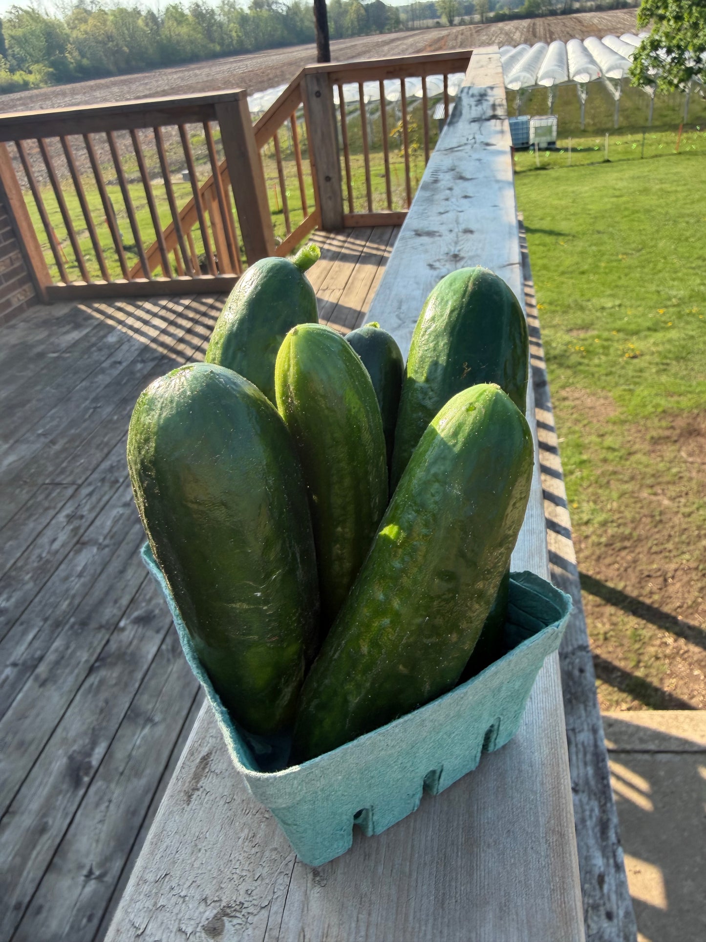 Lebanese Beit Alfa Cucumbers ( mini cucumbers)