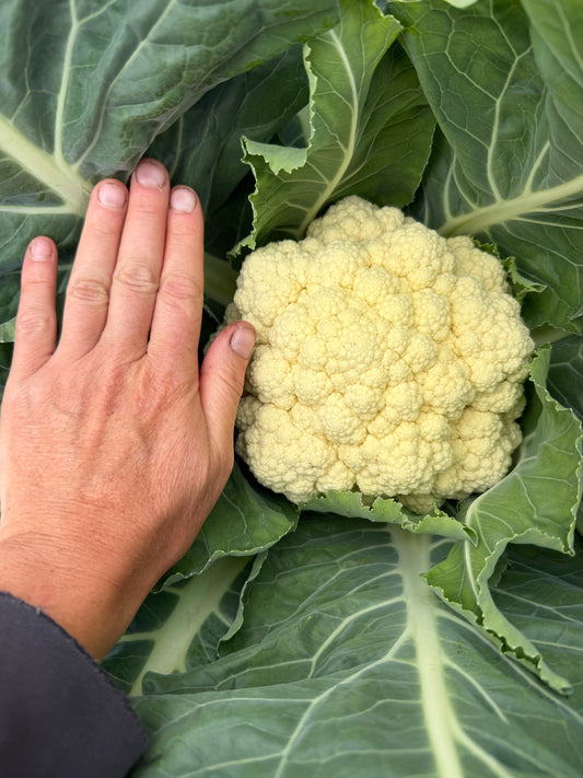 cauliflower