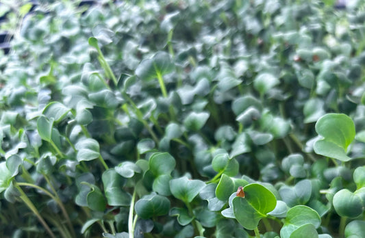 Radish Microgreens