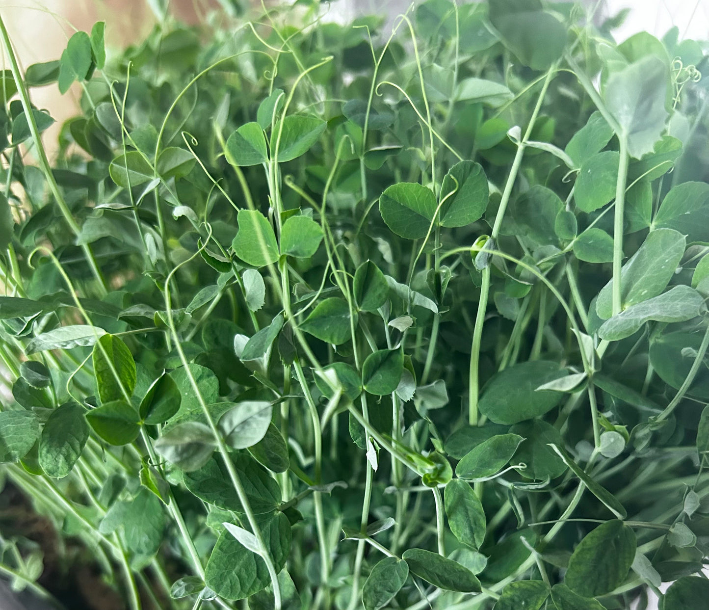 Pea Microgreens
