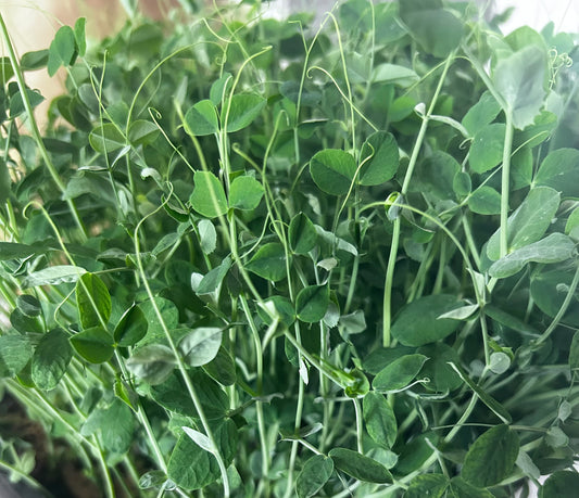 Pea Microgreens