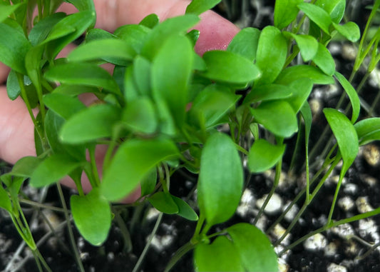 Cilantro Mircorgreens