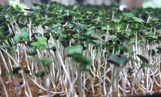 Mustart Microgreens.