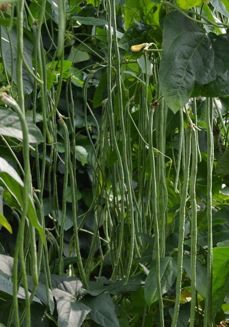 noodle King Beans