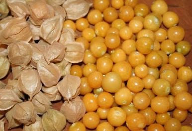ground cherries