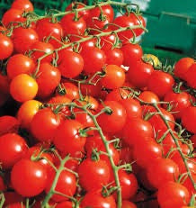 Sweet million cherry tomato
